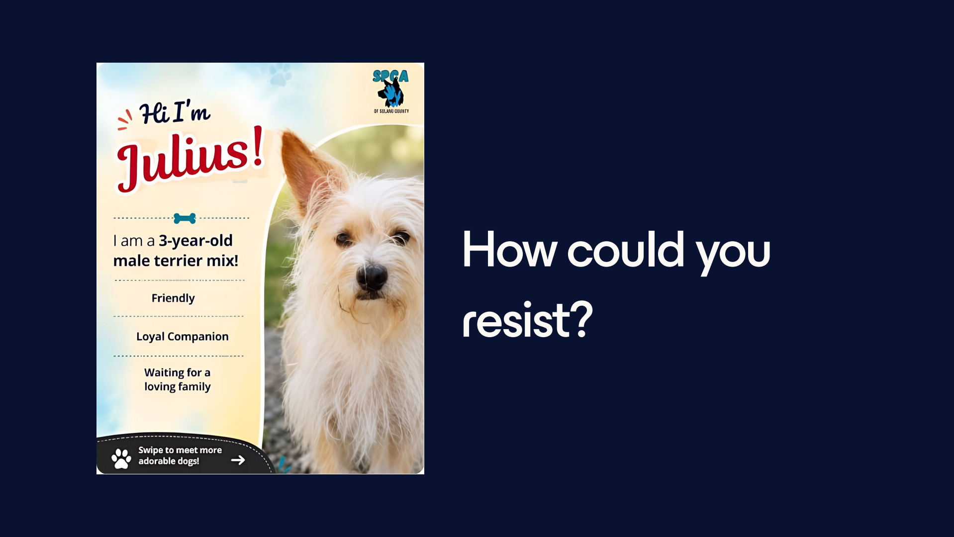 Adoption poster featuring a small white long-haired dog named Julius with accompanying copy